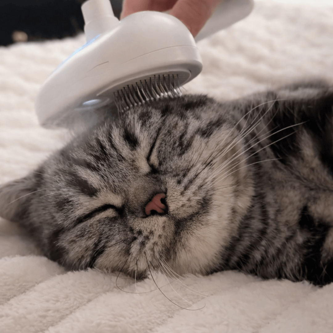 Rechargeable Mist Grooming Brush