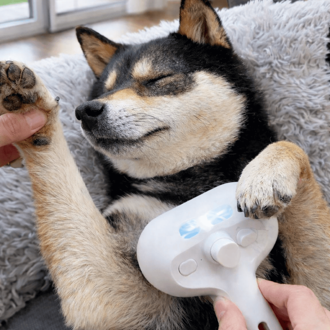 Paws Furfinity 1 Rechargeable Mist Grooming Brush